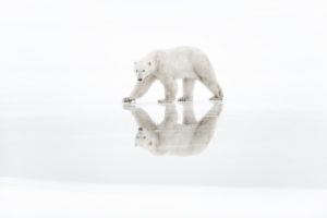 © Vincent Munier