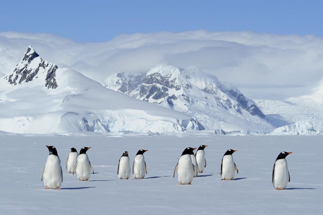 manchots-antarctique Manchots Antarctique © Nath Michel / Communauté de communes Station des Rousses